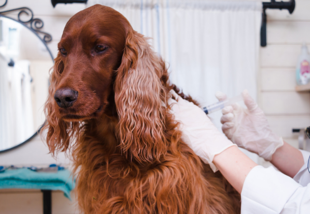 Rabies Vaccine and Your Pet