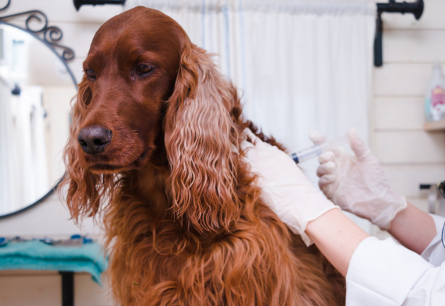 Hei 18 Vanlige Fakta Om How Often Do Dogs Need Rabies Vaccine Dog 