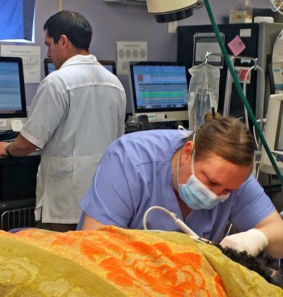 Our Staff is Proficient in Dental Exams EMRVC Dental Procedure