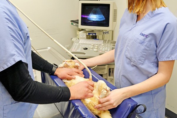 Feline Ultrasound Service