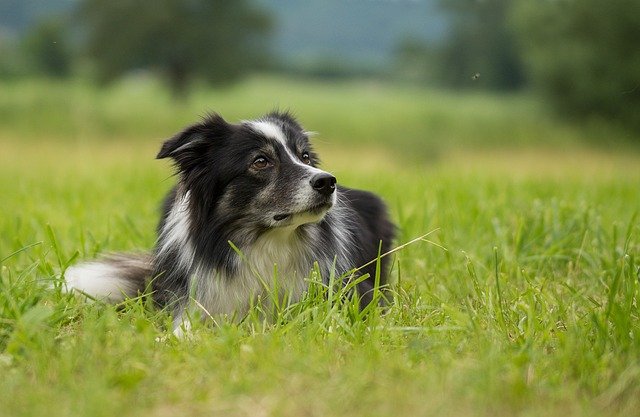border collie sitting in the grass