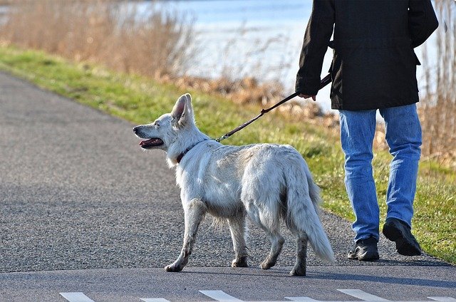 What It Means When Your Dog Is Limping With One Back Leg Essex Middle 