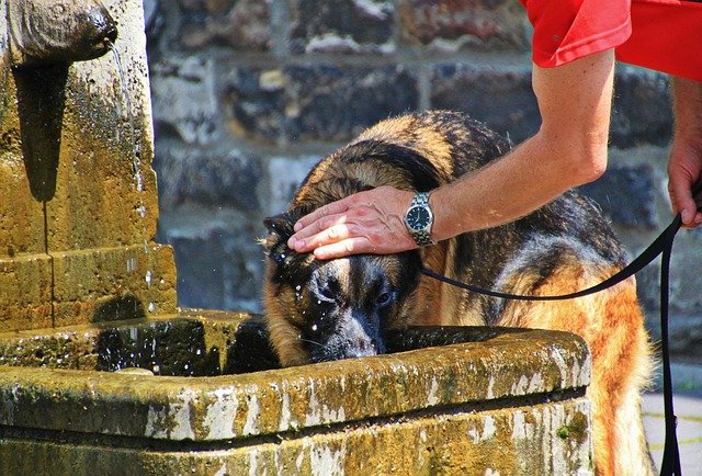 On hot summer days, it is important to make sure your dog has plenty of water.