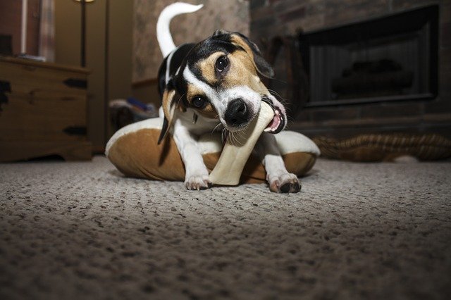 Why Dog Owners Should Avoid Bone Chew Toys