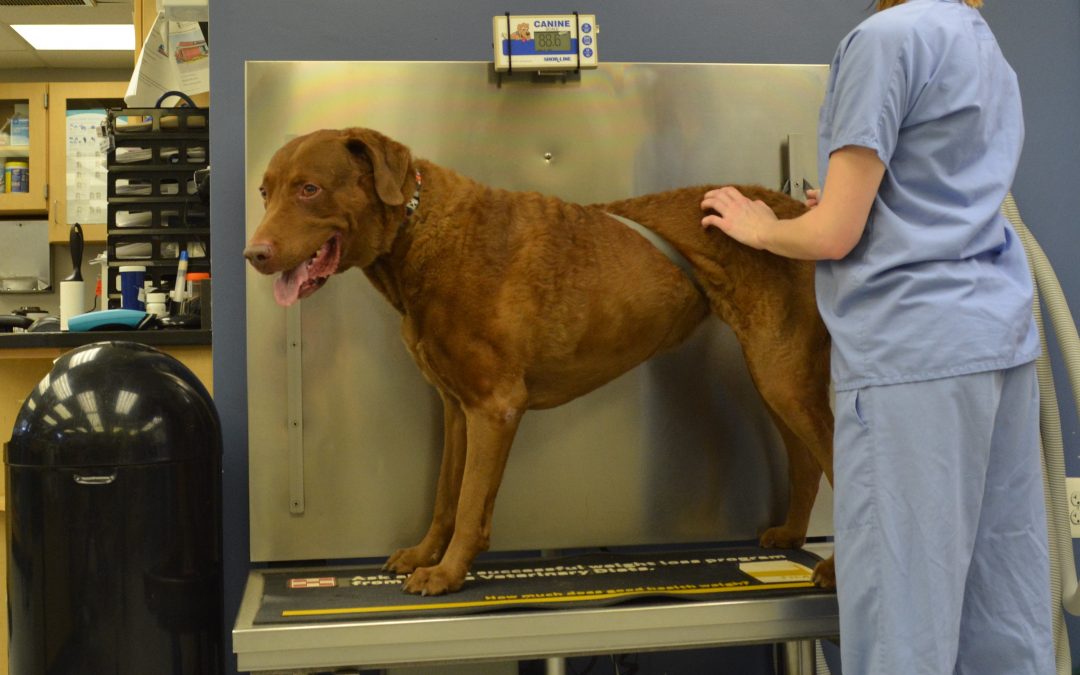 Pet Wellness Exams: What a pet’s weight and dental health tells us