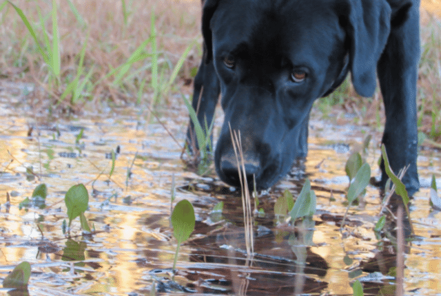 dog sniffing standing water