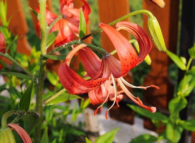 This Tiger lily is beautiful, but is also dangerously toxic to cats.