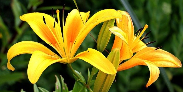 Lilies are a beautiful springtime decoration, but are deadly to cats.