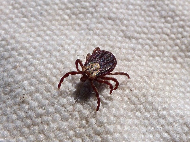 Protect Your Pets From the Growing Threat of Ticks